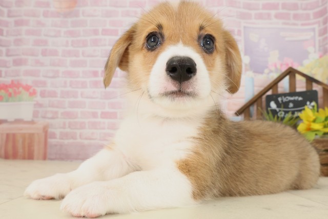 鳥取県のウェルシュコーギーペンブローク (Coo&RIKUラ・ムー鳥取東店/2025年9月12日生まれ/男の子/セーブルホワイト)の子犬の3枚目の画像