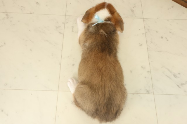 鳥取県のウェルシュコーギーペンブローク (Coo&RIKUラ・ムー鳥取東店/2025年9月12日生まれ/男の子/セーブルホワイト)の子犬の4枚目の画像