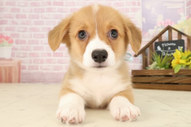 広島県のウェルシュコーギーペンブローク (Coo&RIKU広島中央店/2025年9月12日生まれ/男の子/セーブルホワイト)の子犬の1枚目の画像