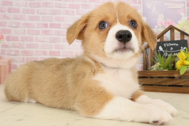 広島県のウェルシュコーギーペンブローク (Coo&RIKU広島中央店/2025年9月12日生まれ/男の子/セーブルホワイト)の子犬の2枚目の画像