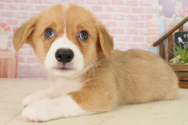 広島県のウェルシュコーギーペンブローク (Coo&RIKU広島中央店/2025年9月12日生まれ/男の子/セーブルホワイト)の子犬の3枚目の画像