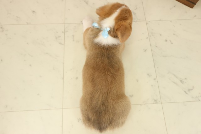 広島県のウェルシュコーギーペンブローク (Coo&RIKU広島中央店/2025年9月12日生まれ/男の子/セーブルホワイト)の子犬の4枚目の画像