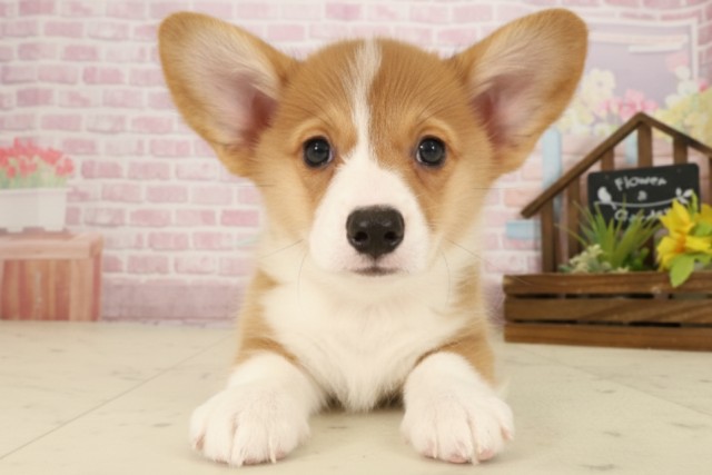 広島県のウェルシュコーギーペンブローク (Coo&RIKU福山店/2025年9月12日生まれ/男の子/セーブルホワイト)の子犬の1枚目の画像