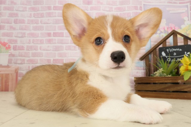 広島県のウェルシュコーギーペンブローク (Coo&RIKU福山店/2025年9月12日生まれ/男の子/セーブルホワイト)の子犬の2枚目の画像