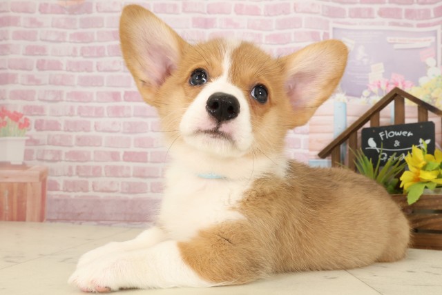 広島県のウェルシュコーギーペンブローク (Coo&RIKU福山店/2025年9月12日生まれ/男の子/セーブルホワイト)の子犬の3枚目の画像