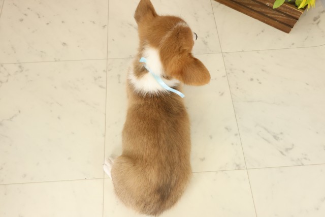 広島県のウェルシュコーギーペンブローク (Coo&RIKU福山店/2025年9月12日生まれ/男の子/セーブルホワイト)の子犬の4枚目の画像