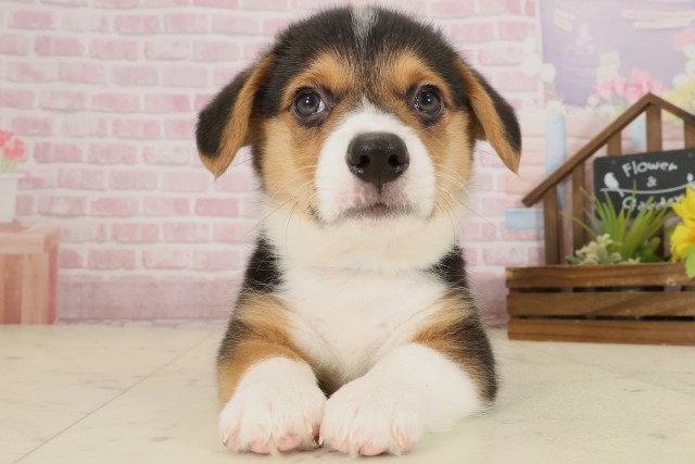 愛媛県のウェルシュコーギーペンブローク (Coo&RIKUイオンタウン川之江店/2025年9月12日生まれ/男の子/トライカラー)の子犬の1枚目の画像