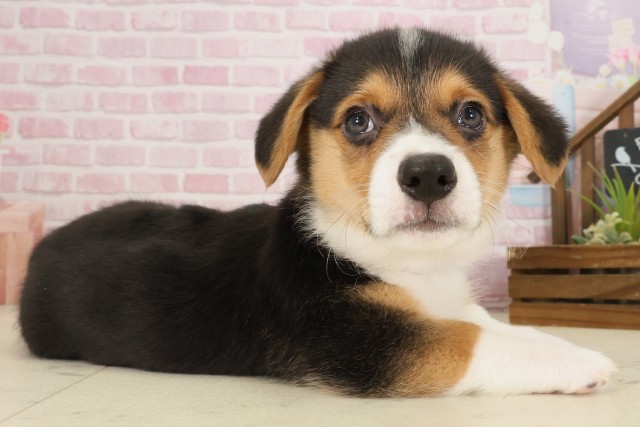 愛媛県のウェルシュコーギーペンブローク (Coo&RIKUイオンタウン川之江店/2025年9月12日生まれ/男の子/トライカラー)の子犬の2枚目の画像