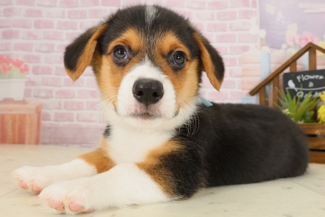 愛媛県のウェルシュコーギーペンブローク (Coo&RIKUイオンタウン川之江店/2025年9月12日生まれ/男の子/トライカラー)の子犬の3枚目の画像