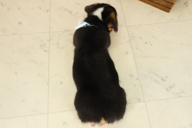 愛媛県のウェルシュコーギーペンブローク (Coo&RIKUイオンタウン川之江店/2025年9月12日生まれ/男の子/トライカラー)の子犬の4枚目の画像