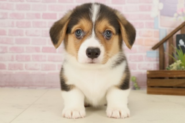 愛媛県のウェルシュコーギーペンブローク (Coo&RIKU大洲店/2025年9月12日生まれ/男の子/トライカラー)の子犬の1枚目の画像