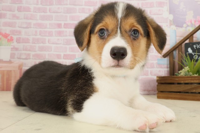 愛媛県のウェルシュコーギーペンブローク (Coo&RIKU大洲店/2025年9月12日生まれ/男の子/トライカラー)の子犬の2枚目の画像