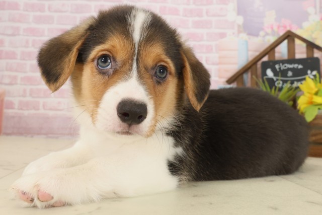 愛媛県のウェルシュコーギーペンブローク (Coo&RIKU大洲店/2025年9月12日生まれ/男の子/トライカラー)の子犬の3枚目の画像