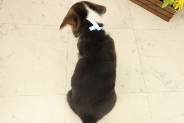 愛媛県のウェルシュコーギーペンブローク (Coo&RIKU大洲店/2025年9月12日生まれ/男の子/トライカラー)の子犬の4枚目の画像