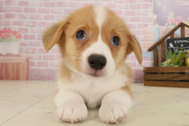 愛媛県のウェルシュコーギーペンブローク (Coo&RIKU愛媛松山店/2025年9月12日生まれ/男の子/セーブルホワイト)の子犬の1枚目の画像