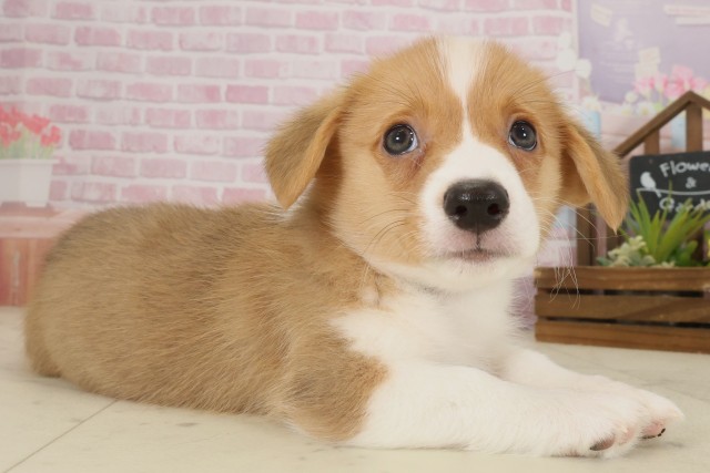 愛媛県のウェルシュコーギーペンブローク (Coo&RIKU愛媛松山店/2025年9月12日生まれ/男の子/セーブルホワイト)の子犬の2枚目の画像