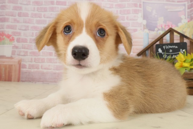 愛媛県のウェルシュコーギーペンブローク (Coo&RIKU愛媛松山店/2025年9月12日生まれ/男の子/セーブルホワイト)の子犬の3枚目の画像