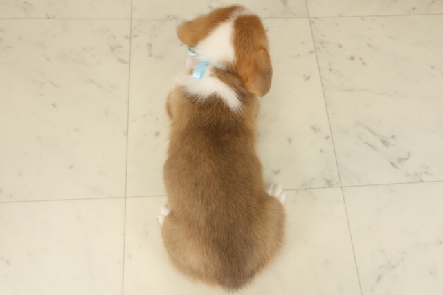 愛媛県のウェルシュコーギーペンブローク (Coo&RIKU愛媛松山店/2025年9月12日生まれ/男の子/セーブルホワイト)の子犬の4枚目の画像