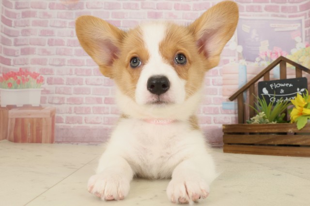 高知県のウェルシュコーギーペンブローク (Coo&RIKUのいち店/2025年9月12日生まれ/女の子/セーブルホワイト)の子犬の1枚目の画像