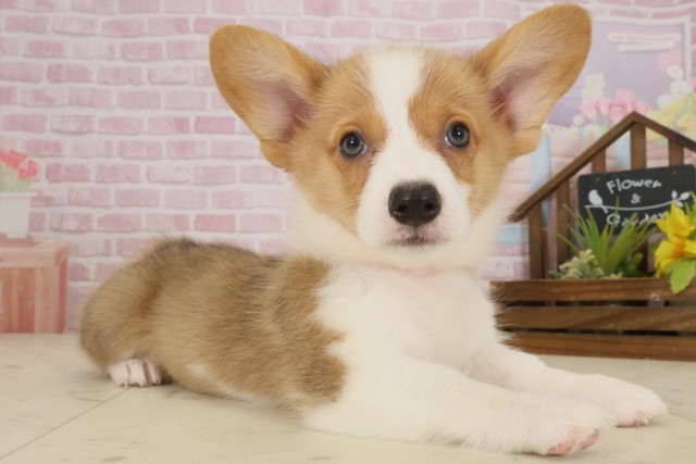 高知県のウェルシュコーギーペンブローク (Coo&RIKUのいち店/2025年9月12日生まれ/女の子/セーブルホワイト)の子犬の2枚目の画像