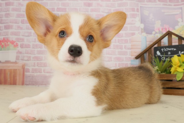 高知県のウェルシュコーギーペンブローク (Coo&RIKUのいち店/2025年9月12日生まれ/女の子/セーブルホワイト)の子犬の3枚目の画像