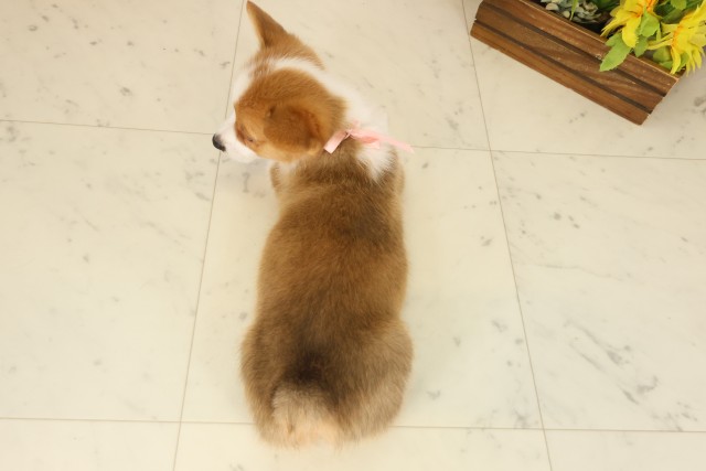 高知県のウェルシュコーギーペンブローク (Coo&RIKUのいち店/2025年9月12日生まれ/女の子/セーブルホワイト)の子犬の4枚目の画像