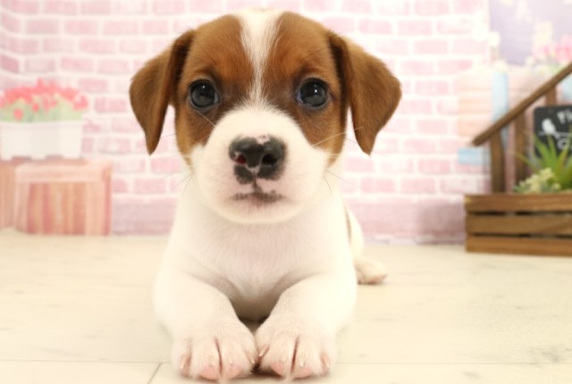 島根県のジャックラッセルテリア (Coo&RIKU出雲店/2025年9月13日生まれ/男の子/ホワイトタン)の子犬の1枚目の画像