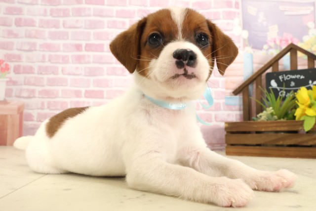 島根県のジャックラッセルテリア (Coo&RIKU出雲店/2025年9月13日生まれ/男の子/ホワイトタン)の子犬の2枚目の画像