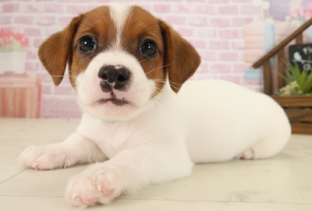 島根県のジャックラッセルテリア (Coo&RIKU出雲店/2025年9月13日生まれ/男の子/ホワイトタン)の子犬の3枚目の画像