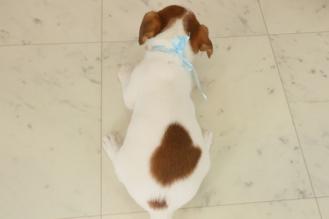 島根県のジャックラッセルテリア (Coo&RIKU出雲店/2025年9月13日生まれ/男の子/ホワイトタン)の子犬の4枚目の画像