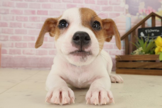 広島県のジャックラッセルテリア (Coo&RIKUゆめタウン大竹店/2025年9月13日生まれ/男の子/ホワイトタン)の子犬の1枚目の画像