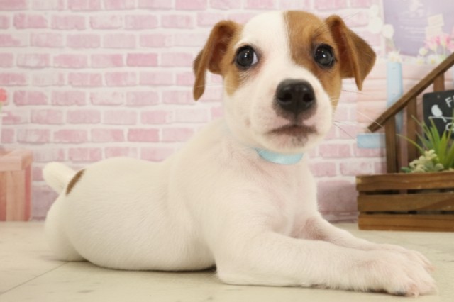 広島県のジャックラッセルテリア (Coo&RIKUゆめタウン大竹店/2025年9月13日生まれ/男の子/ホワイトタン)の子犬の2枚目の画像