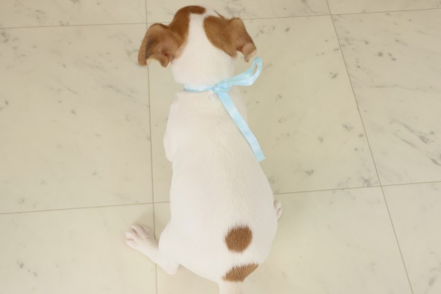 広島県のジャックラッセルテリア (Coo&RIKUゆめタウン大竹店/2025年9月13日生まれ/男の子/ホワイトタン)の子犬の4枚目の画像