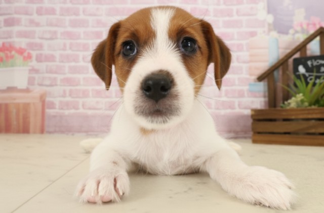 広島県のジャックラッセルテリア (Coo&RIKU東広島店/2025年9月13日生まれ/女の子/ホワイトタン)の子犬の1枚目の画像