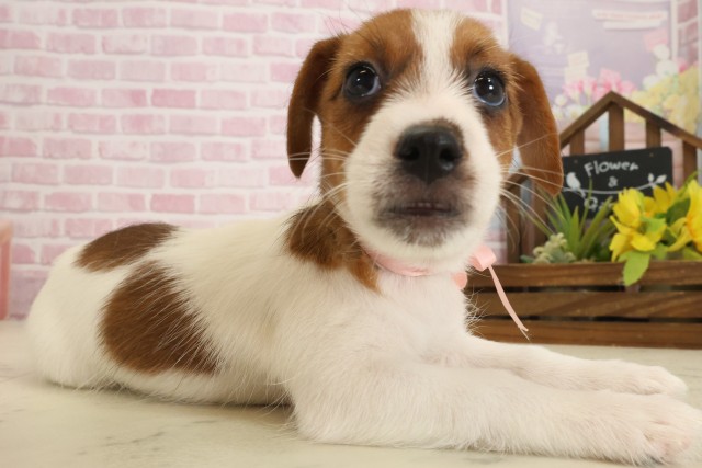 広島県のジャックラッセルテリア (Coo&RIKU東広島店/2025年9月13日生まれ/女の子/ホワイトタン)の子犬の2枚目の画像