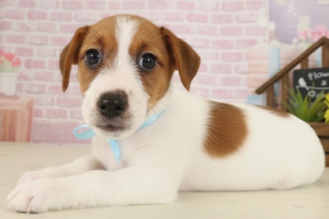 広島県のジャックラッセルテリア (Coo&RIKU東広島店/2025年9月13日生まれ/女の子/ホワイトタン)の子犬の3枚目の画像