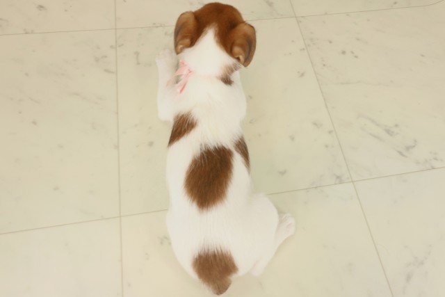 広島県のジャックラッセルテリア (Coo&RIKU東広島店/2025年9月13日生まれ/女の子/ホワイトタン)の子犬の4枚目の画像