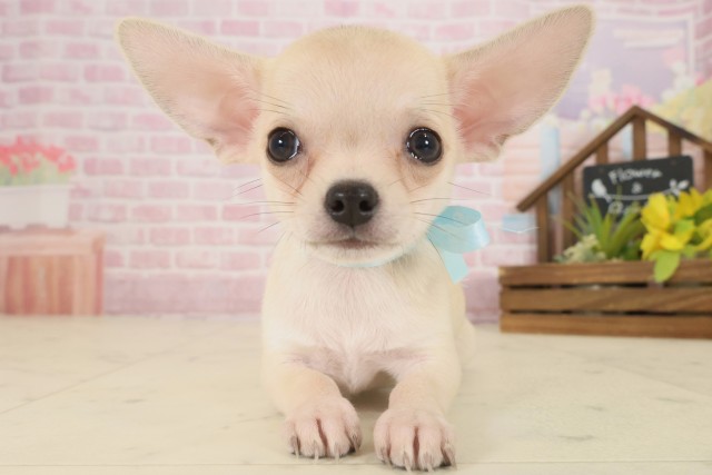 愛媛県のチワワ(スムース) (Coo&RIKU愛媛松山店/2025年9月14日生まれ/男の子/フォーンホワイト)の子犬の1枚目の画像
