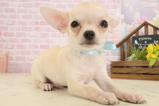 愛媛県のチワワ(スムース) (Coo&RIKU愛媛松山店/2025年9月14日生まれ/男の子/フォーンホワイト)の子犬の2枚目の画像