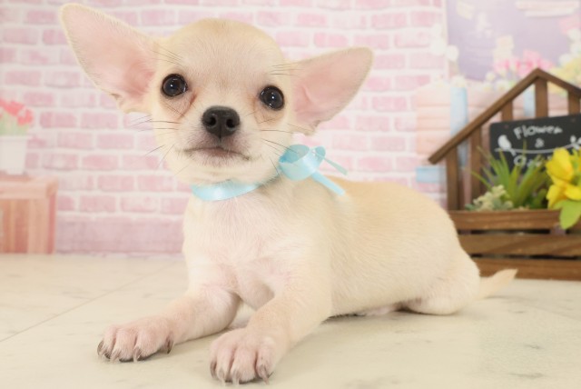 愛媛県のチワワ(スムース) (Coo&RIKU愛媛松山店/2025年9月14日生まれ/男の子/フォーンホワイト)の子犬の3枚目の画像