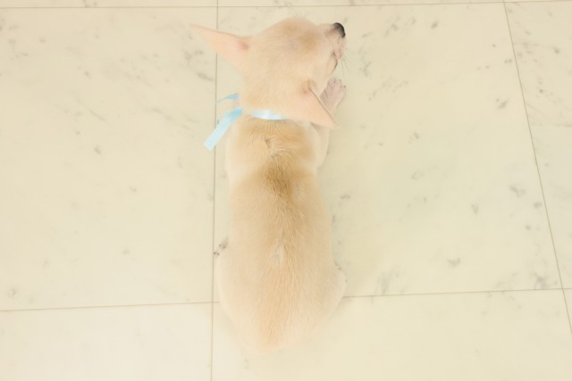 愛媛県のチワワ(スムース) (Coo&RIKU愛媛松山店/2025年9月14日生まれ/男の子/フォーンホワイト)の子犬の4枚目の画像