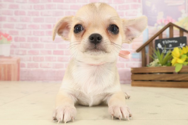 愛媛県のチワワ(スムース) (Coo&RIKUイオンタウン川之江店/2025年9月14日生まれ/女の子/クリーム)の子犬の1枚目の画像