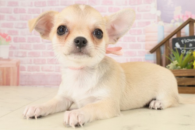 愛媛県のチワワ(スムース) (Coo&RIKUイオンタウン川之江店/2025年9月14日生まれ/女の子/クリーム)の子犬の3枚目の画像