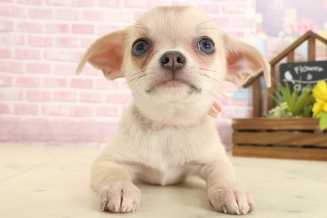 鳥取県のチワワ(スムース) (Coo&RIKUラ・ムー鳥取東店/2025年9月14日生まれ/女の子/ブルーフォーン)の子犬の1枚目の画像