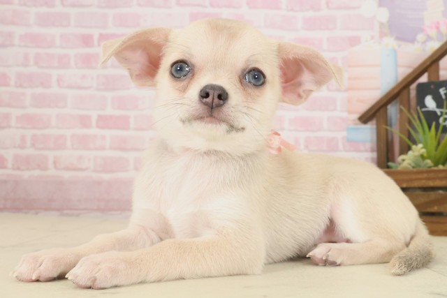 鳥取県のチワワ(スムース) (Coo&RIKUラ・ムー鳥取東店/2025年9月14日生まれ/女の子/ブルーフォーン)の子犬の3枚目の画像