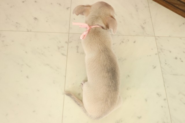 鳥取県のチワワ(スムース) (Coo&RIKUラ・ムー鳥取東店/2025年9月14日生まれ/女の子/ブルーフォーン)の子犬の4枚目の画像