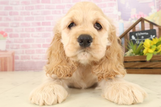 福岡県のアメリカンコッカースパニエル (Coo&RIKUゆめタウン飯塚店/2025年9月9日生まれ/男の子/バフ)の子犬の1枚目の画像