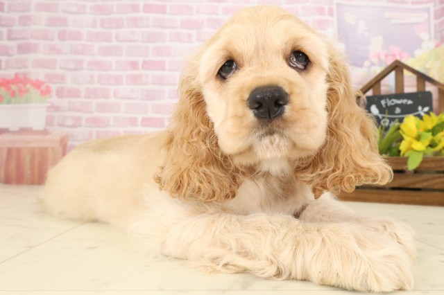 福岡県のアメリカンコッカースパニエル (Coo&RIKUゆめタウン飯塚店/2025年9月9日生まれ/男の子/バフ)の子犬の2枚目の画像