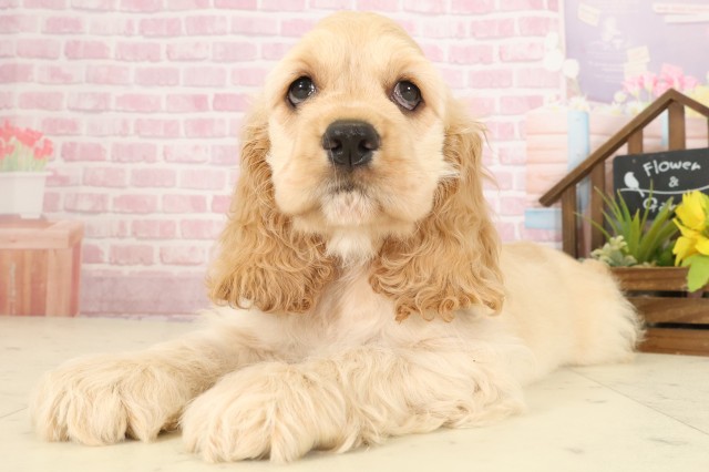 福岡県のアメリカンコッカースパニエル (Coo&RIKUゆめタウン飯塚店/2025年9月9日生まれ/男の子/バフ)の子犬の3枚目の画像