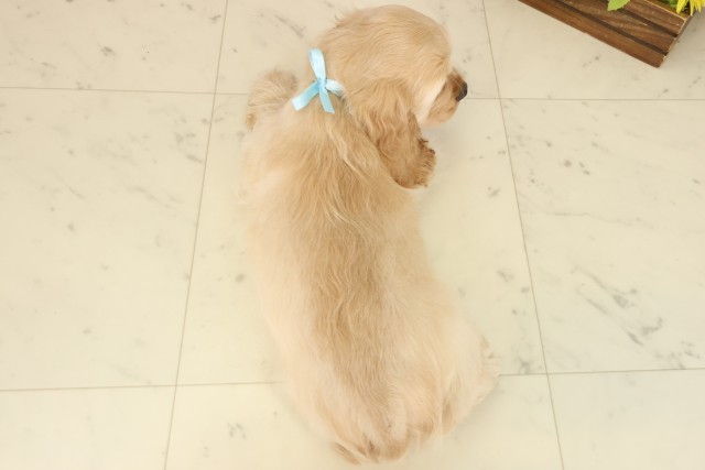 福岡県のアメリカンコッカースパニエル (Coo&RIKUゆめタウン飯塚店/2025年9月9日生まれ/男の子/バフ)の子犬の4枚目の画像